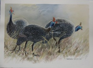Three Guinea Fowl arriving for feeding time