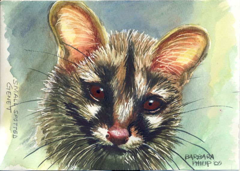  Small-Spotted Genet