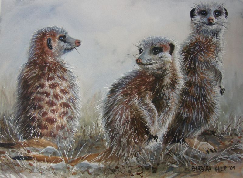 Three Meercats. Watercolour on Saunders Waterford. 340 x 250 mm.