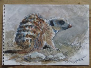 Meercat, pen & wash sketch on cartridge paper. 290 x 210mm