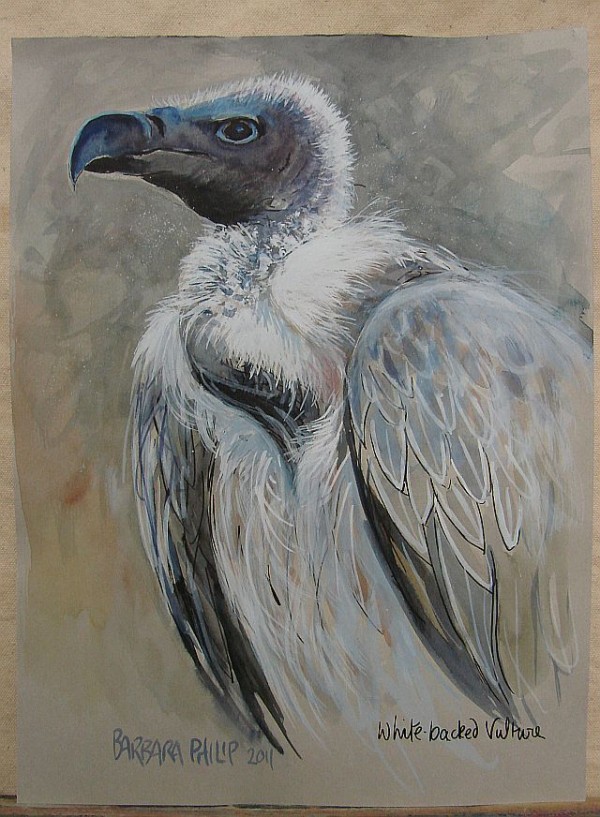 Sketch of Whitebacked Vulture