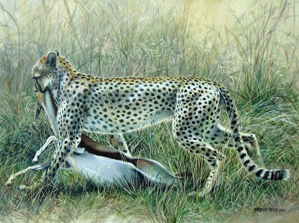 Serengeti cheetah & kill