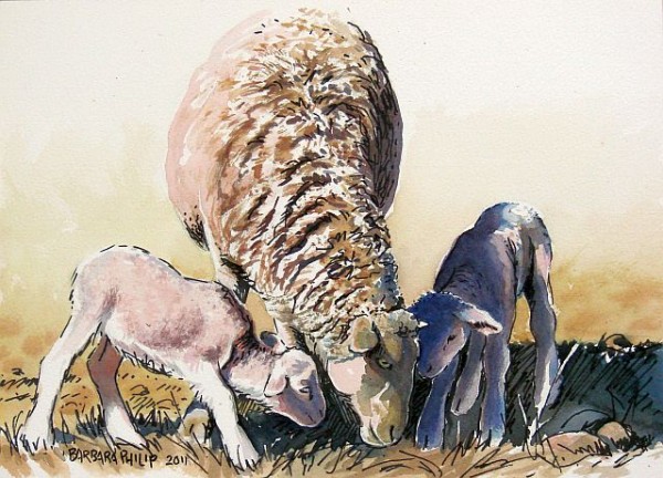 "Ewe with twins sketch"